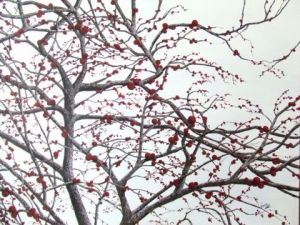 Voir le détail de cette oeuvre: Branches neige